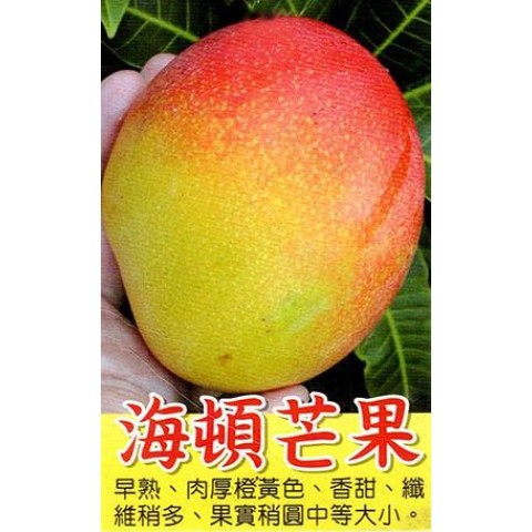 海頓芒果