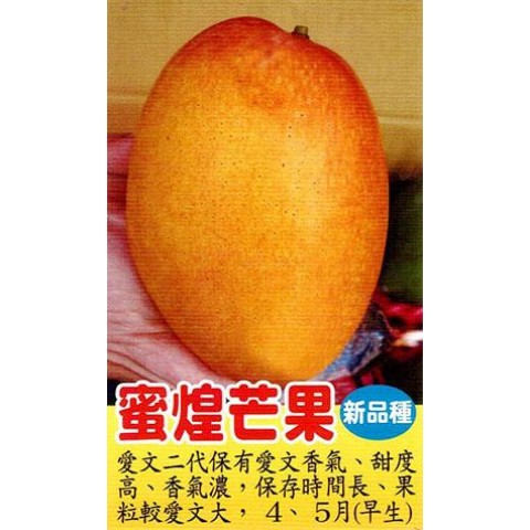 蜜煌芒果