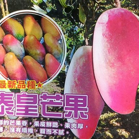 泰皇芒果