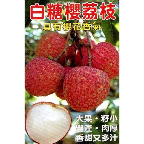 白糖櫻荔枝