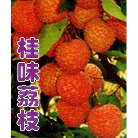 桂味荔枝