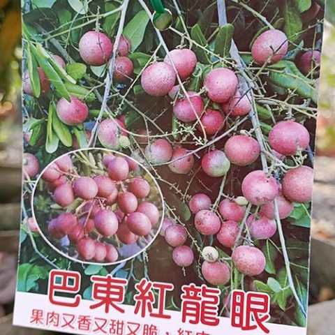 巴東紅龍眼