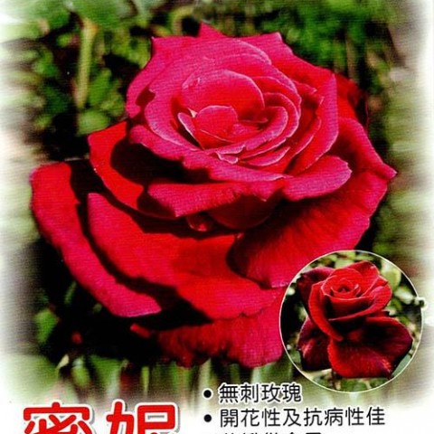 蜜妮玫瑰