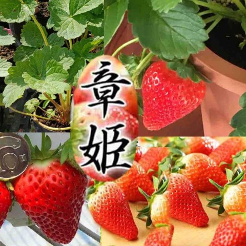 章姫草莓