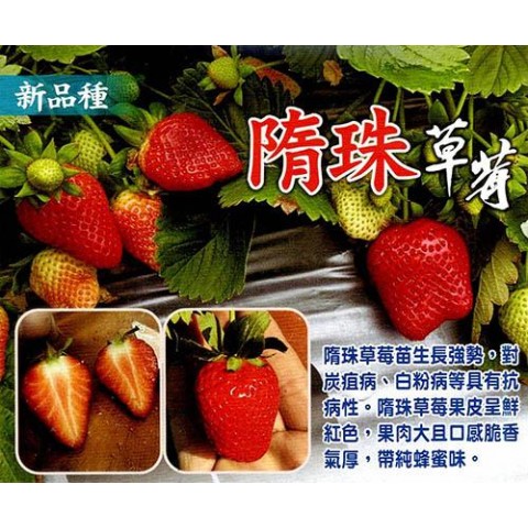 隋珠草莓