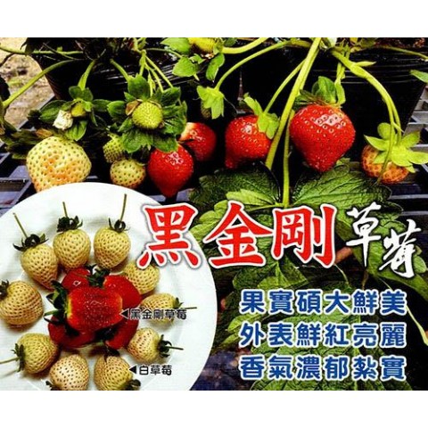黑金剛草莓