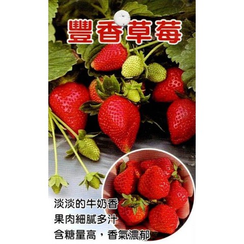 豐香草莓