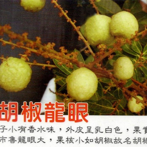 胡椒龍眼