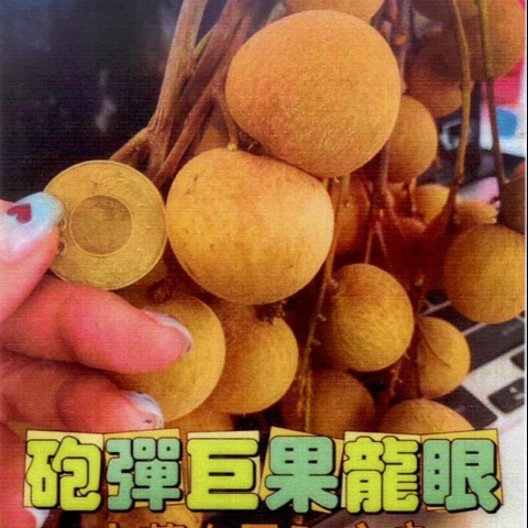 砲彈巨果龍眼