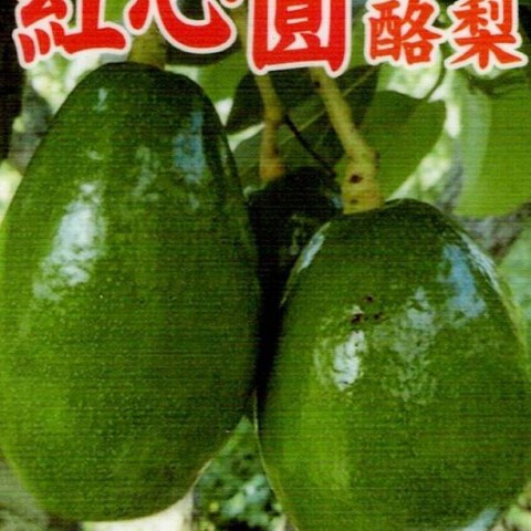紅心圓酪梨-中生早A花