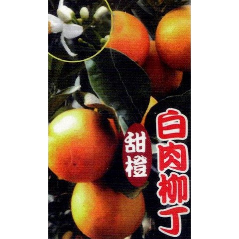 白肉柳丁