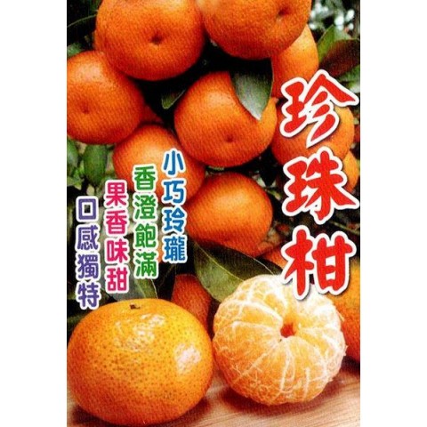 珍珠柑