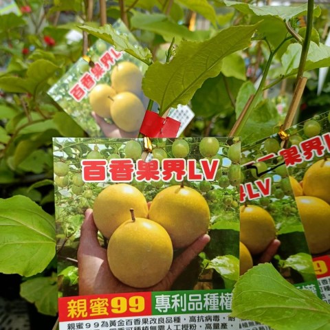 大果LV黃金百香果