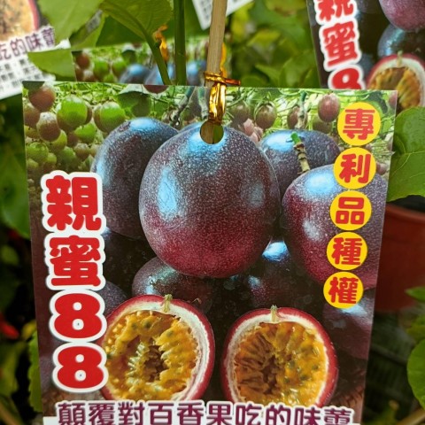 大果親蜜88百香果