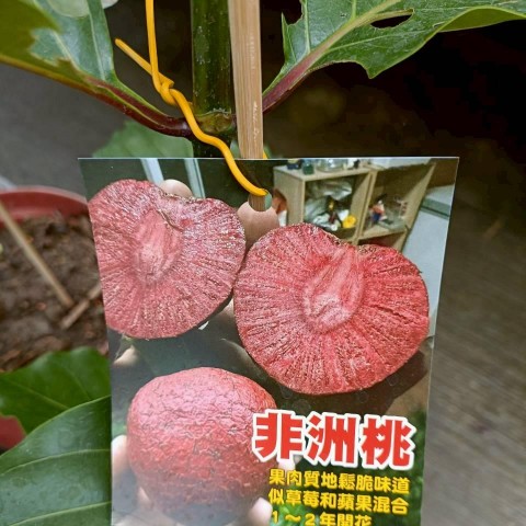 非洲桃