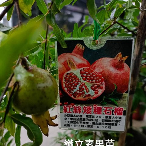 紅絲矮種石榴