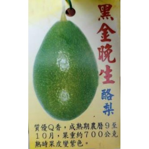 黑金晚生酪梨-B花