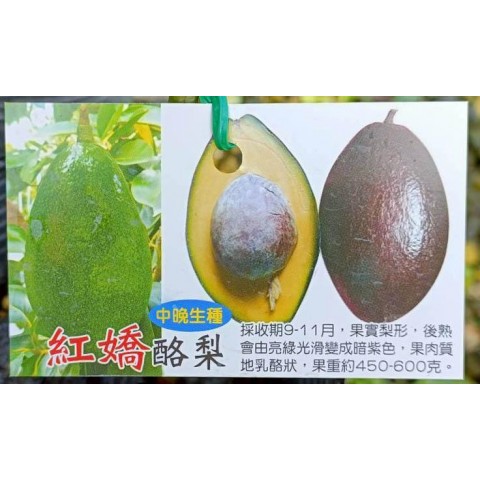 紅嬌酪梨-中晚生