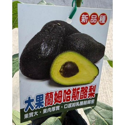 大果蘭姆哈斯-新品種